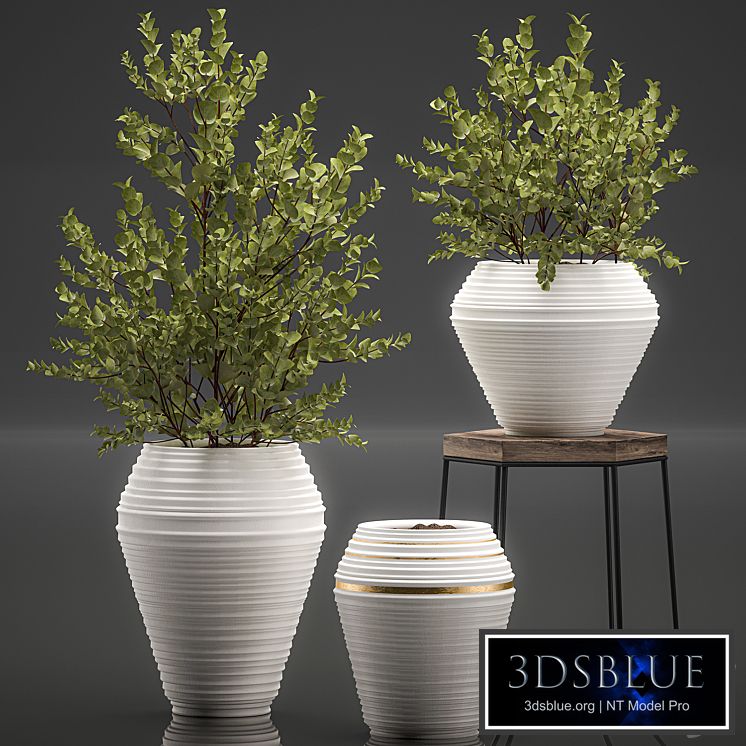 Collection with a small decorative tree Eucalyptus ash bush in a white ethnic pot vase. Set 538.