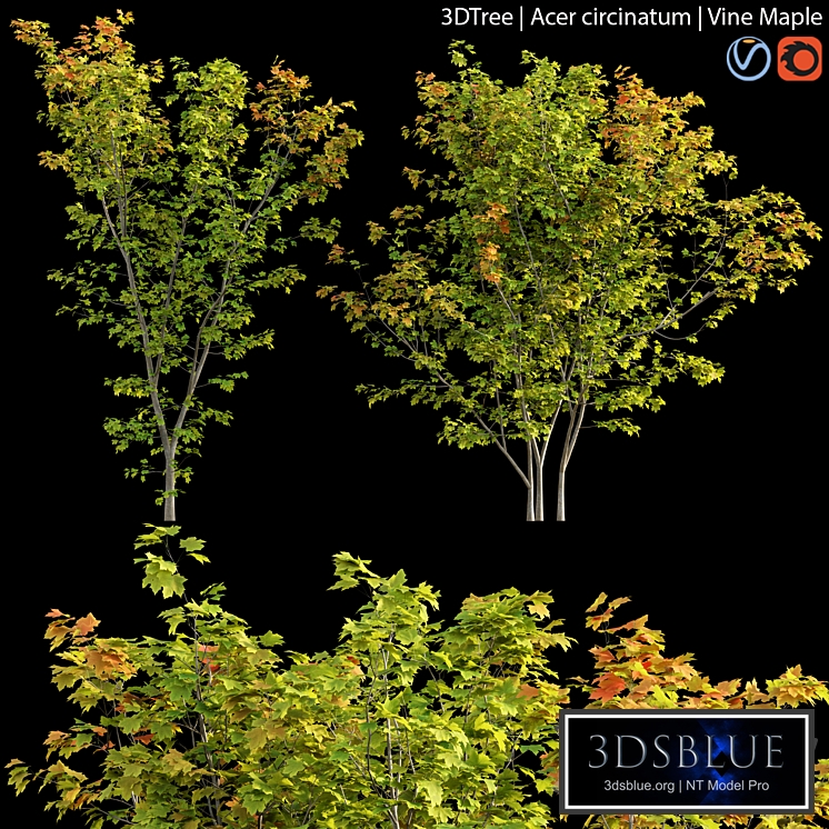 Acer circinatum | Vine Maple 01