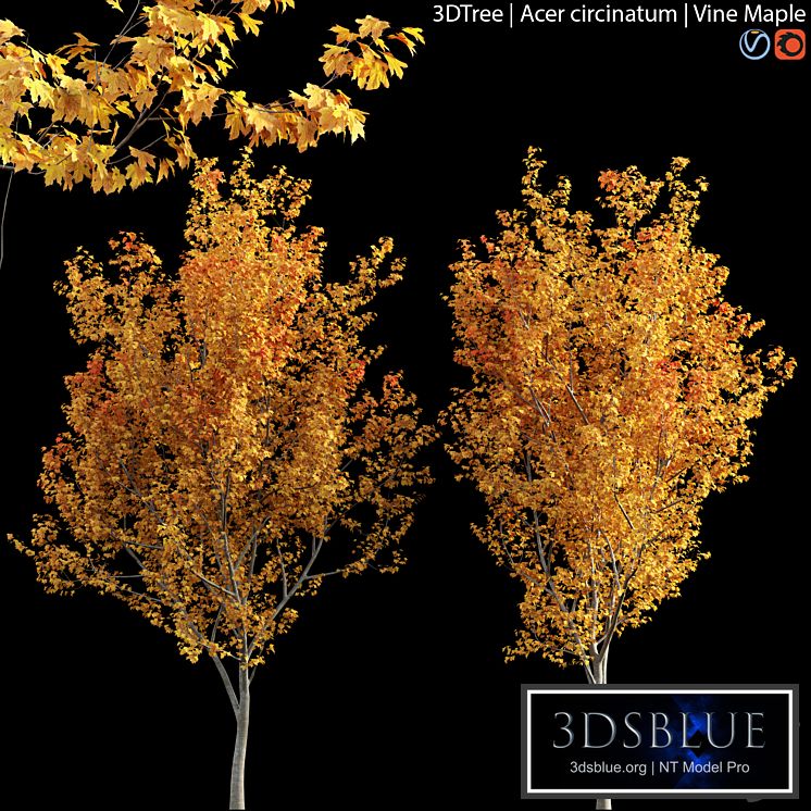 Acer circinatum | Vine Maple 04