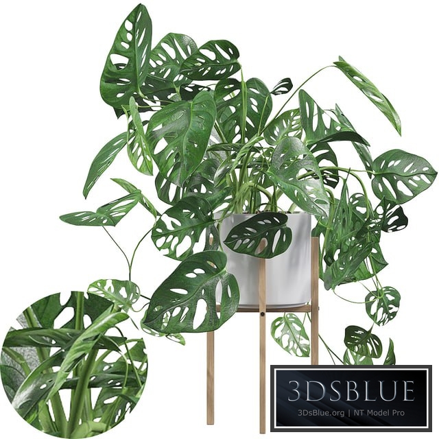 Plants collection 028 - Monstera monkey mask 02