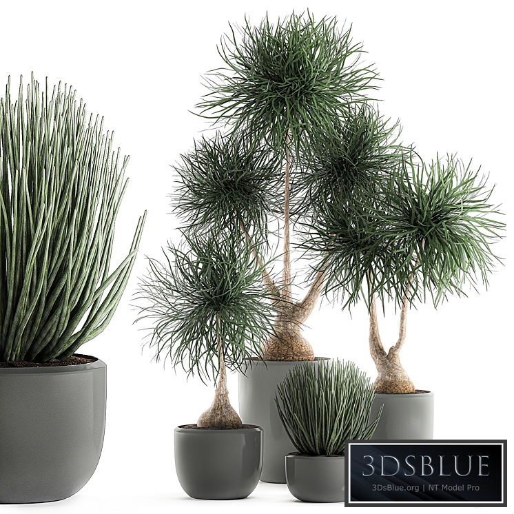 Collection of plants 540. Dracaena, Sansevieria, indoor plants, interior, desert plants