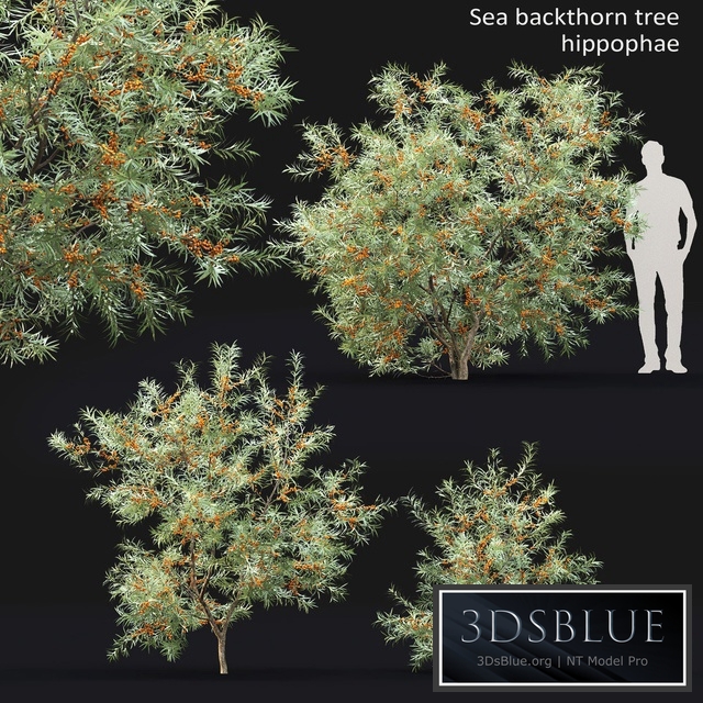 Sea Buckthorn | Hippophae # 2