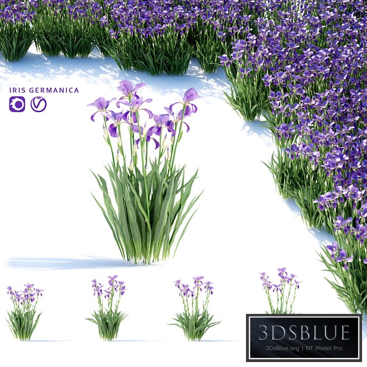 Bearded Iris Flowers | Iris germanica