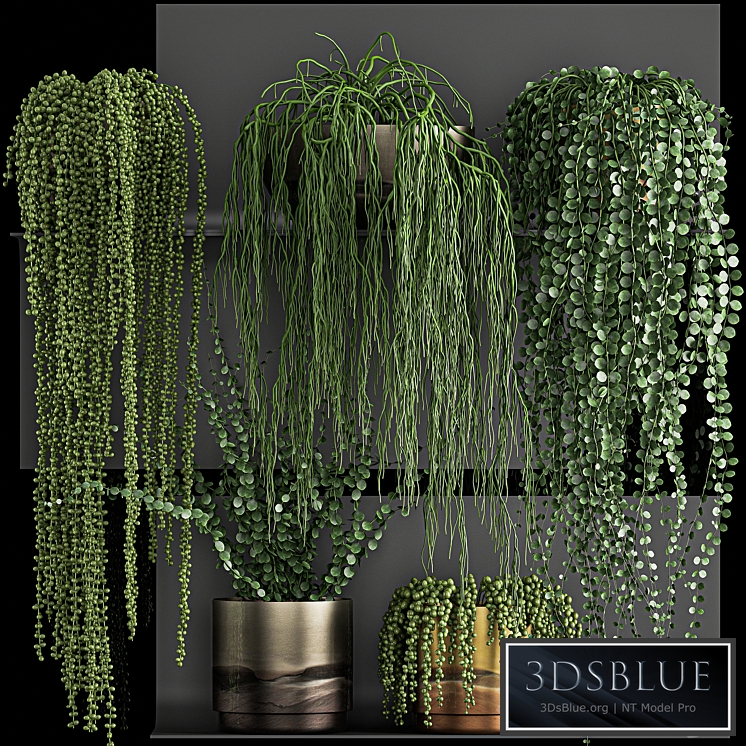 Vertical gardening. 61 Rawley's ragwort, Dyschidia, Succulents, climbing plants, black shelf, loft, houseplants, hanging hanging, Senecio rowleyanus, Pearls succulent