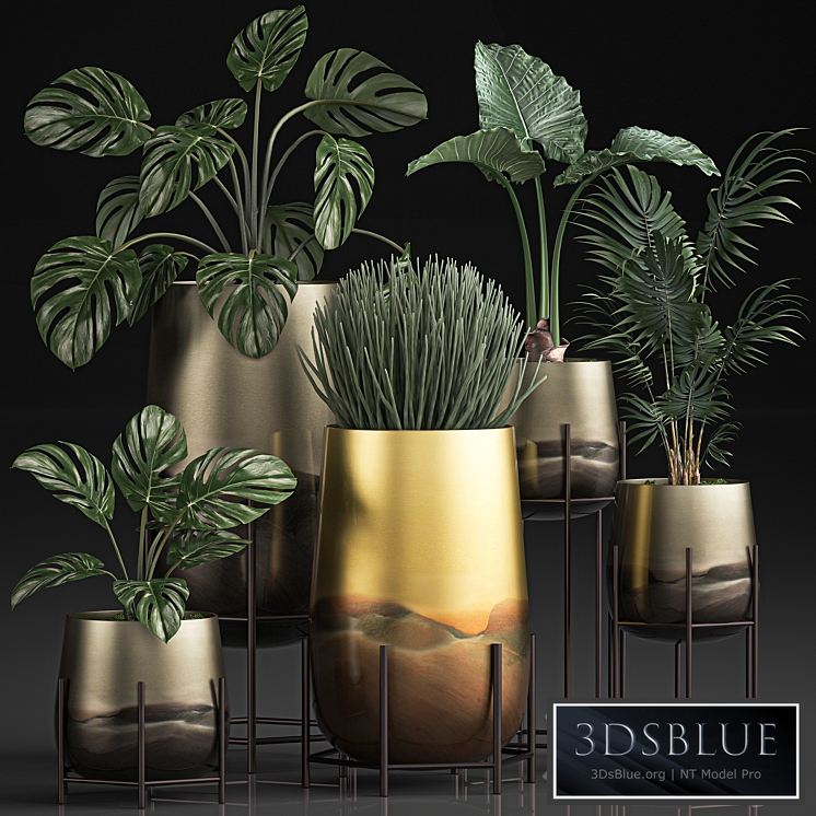 Plant Collection 544. Monstera, golden flowerpot, luxury, palm tree, hovea, indoor plants, Sansevieria, luxury decor, Howea forsteriana