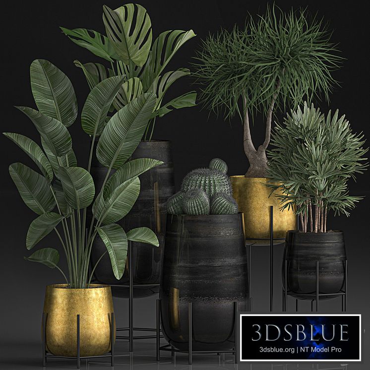 Plant Collection 546. Golden Pot, Flowerpot, Banana, Rapeseed, Dracaena, Cactus, Barrel cactus, Luxury Decor