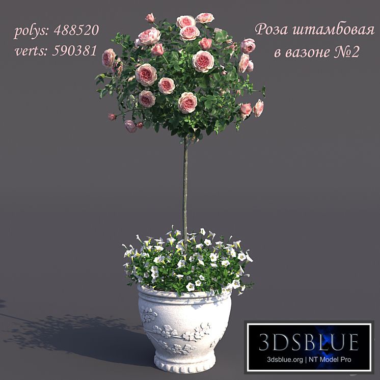 Rosa shtambovaya in a pot No. 2