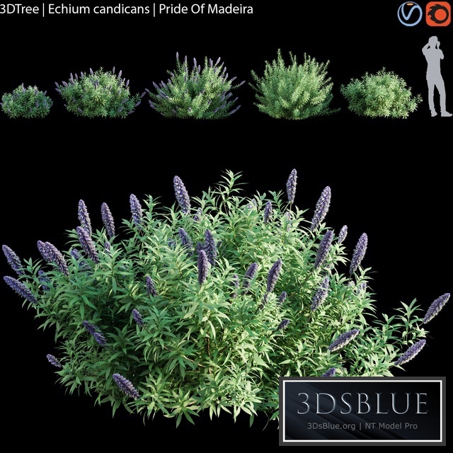 Echium candicans | Pride of madeira