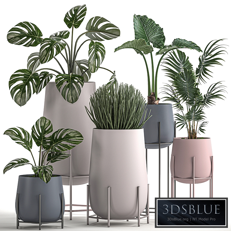 Plant Collection 547. Monstera, Palm, Hovea, Alocasia, Sansevieria, Scandinavian style, flowerpot, pot