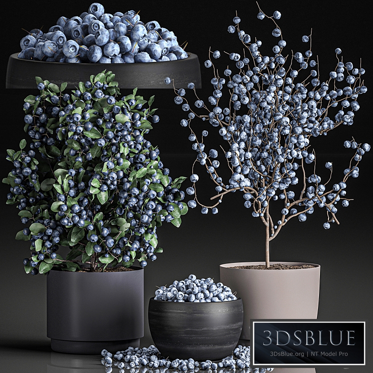 Plant Collection blueberry bushes 548. Branches, berries, blueberries, blueberries, bowl with berries, decor, blue, bush, decorative, eco design, natural decor, branches, plants