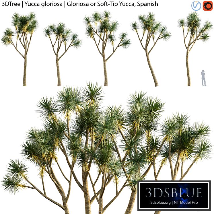 Yucca gloriosa | Gloriosa or Soft-Tip Yucca, Spanish