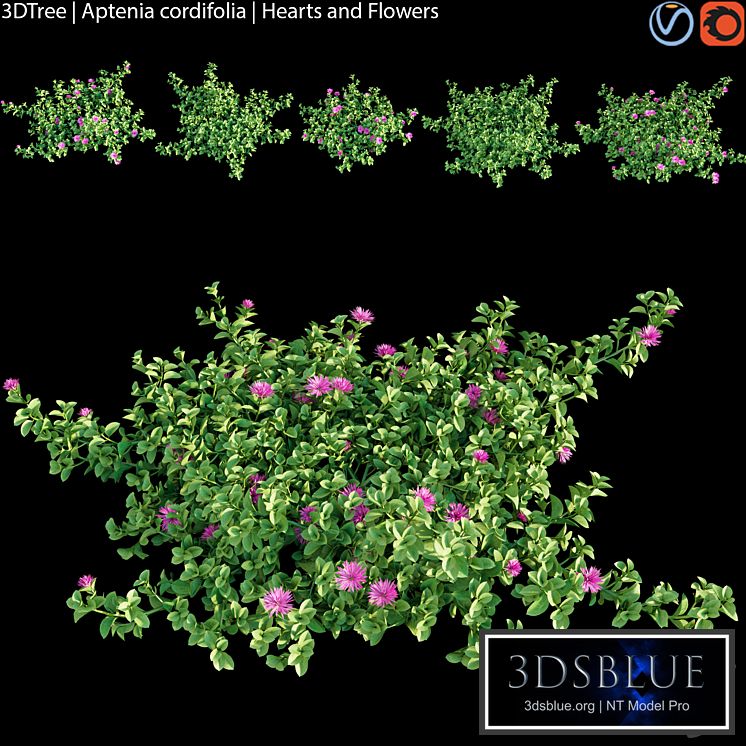 Aptenia cordifolia | Hearts and flowers