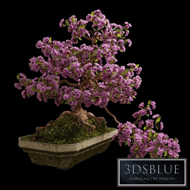 Bonsai Sakura