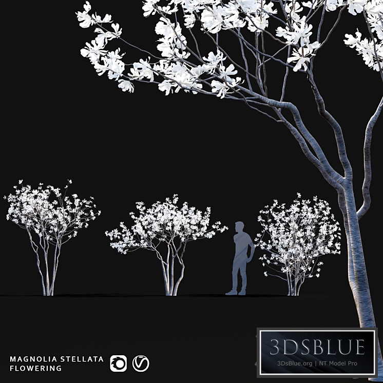 Star Magnolia | Magnolia stellata flowering