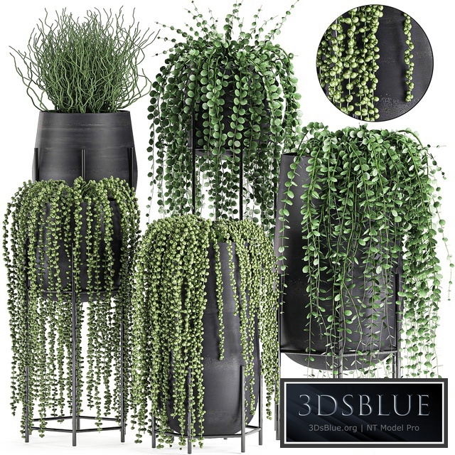 Plant Collection 549. Climbing plants, Dyschidia, Rawley's ragwort, indoor plants, succulents, Senecio rowleyanus, Pearls succulent