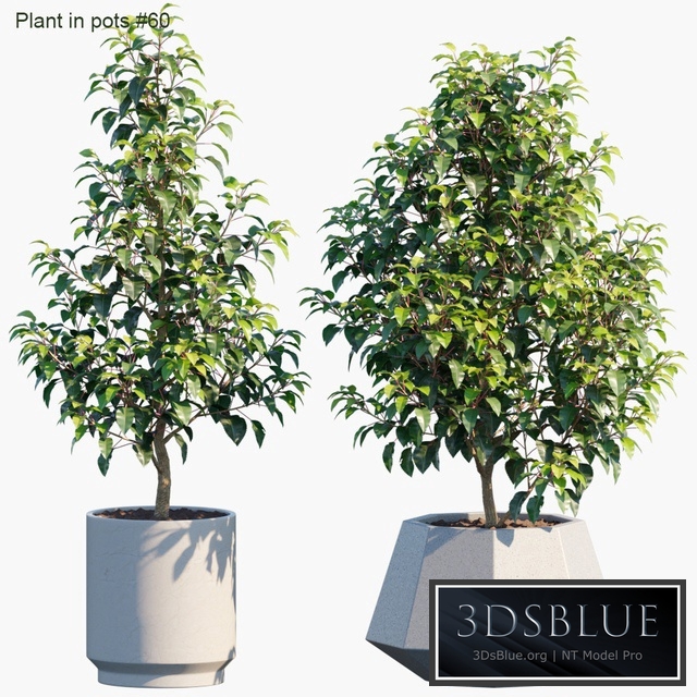 Plant in pots # 60: House plants