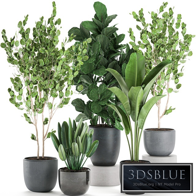 Plant Collection 550. Indoor plants, trees, Ficus Lyrata, banana, strelitzia, flowerpot