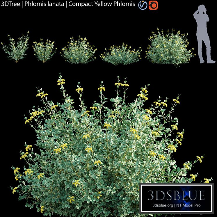 Phlomis lanata | Compact yellow phlomis