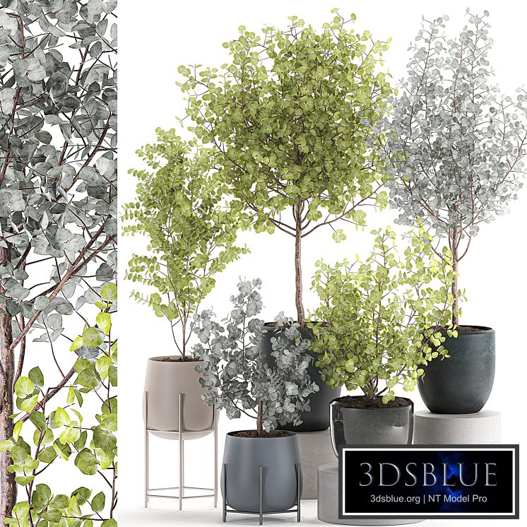 Collection of small beautiful interior trees in pots with ash Eucalyptus. Set 552.