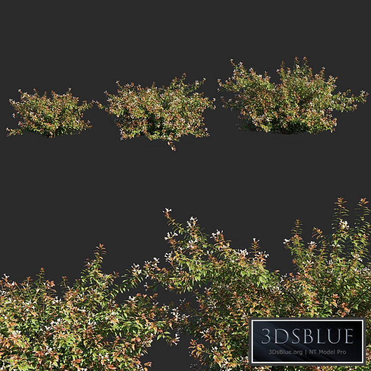 abelia x grandiflora_flower op3