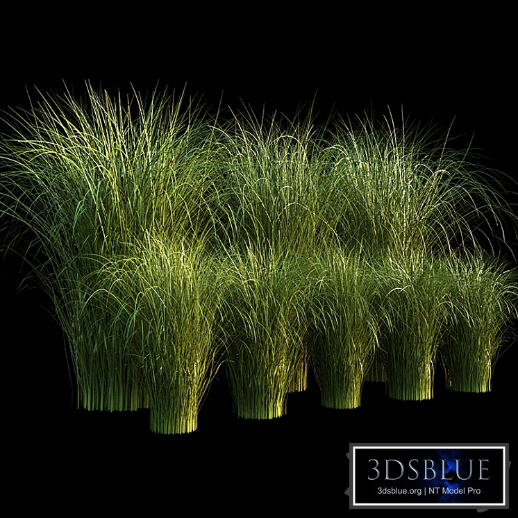 Miscanthus sinensis gracilimus