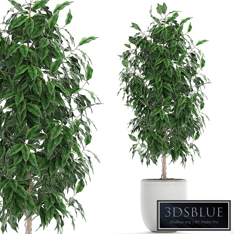 Ficus benjamina plants 554. Indoor tree, white pot, flowerpot, small tree, Scandinavian style, indoor
