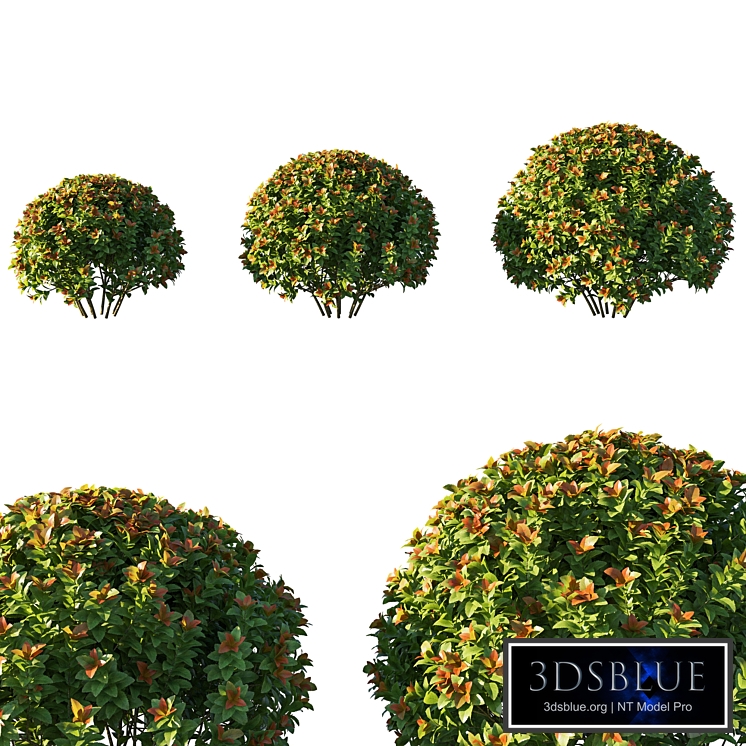 Spiraea japonica bush