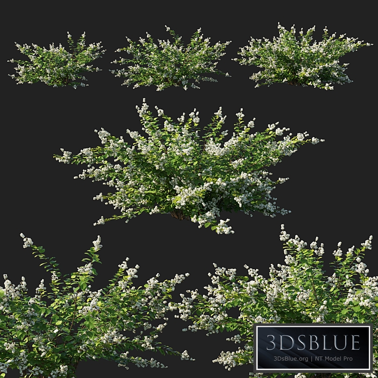 Symphoricarpos_berry_bush white