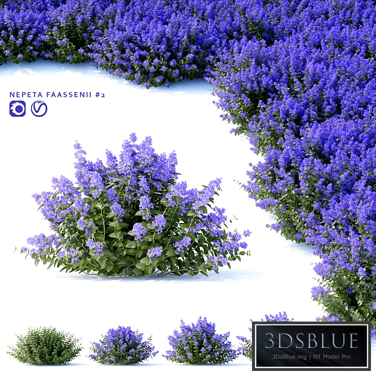 Fassen&#39;s Catcher | Nepeta fassenii # 2