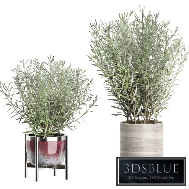 INTERIOR OLIVE TREE PACK 66