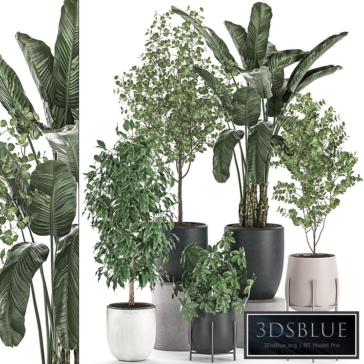 Plant Collection 556. Banana palm, trees, Benjamin's ficus, indoor plants, interior, tree, Scandinavian style, Schefflera