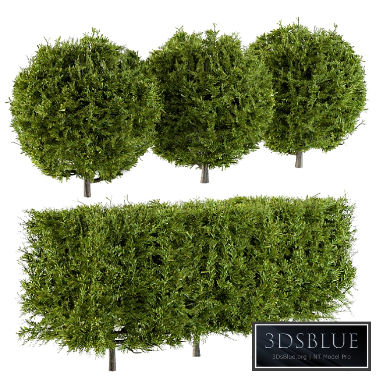 Needle Bush Shape (Cube and Globe)