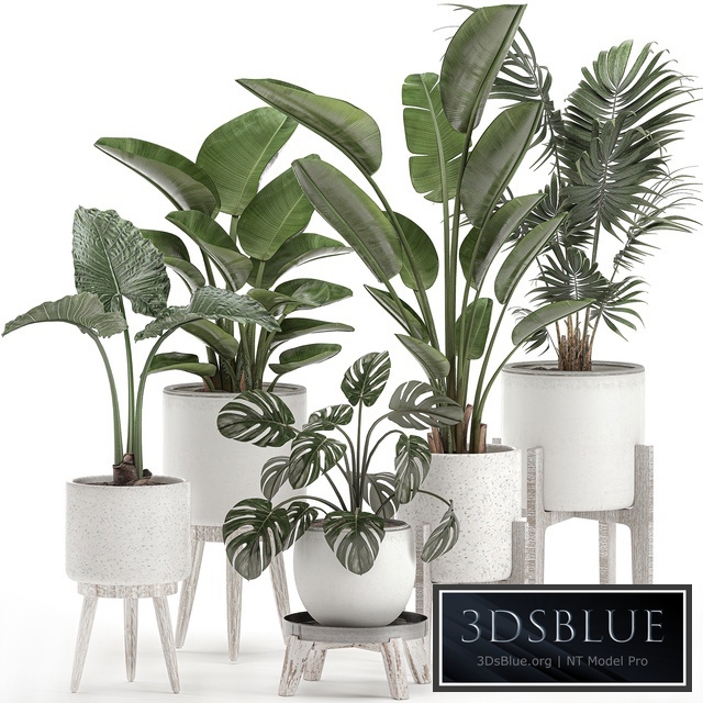 Plant Collection 557. White pots, strelitzia, banana, howea palm, monstera, alocasia, flowerpot, indoor plants, scandinavian style, stand