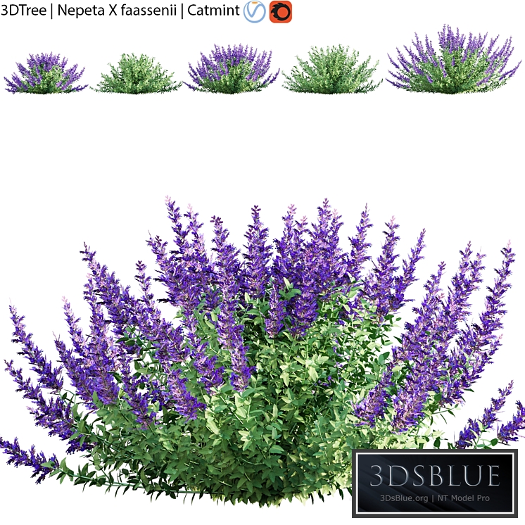 Nepeta faassenii | Catmint