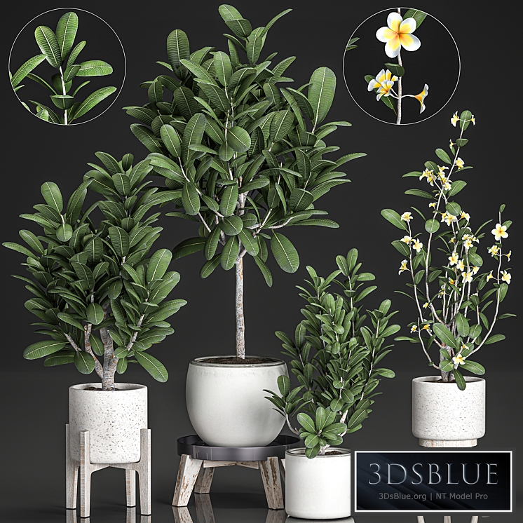 Plant Collection 560. Plumeria, frangipani, flower, ornamental tree, indoor plants, white flowerpot