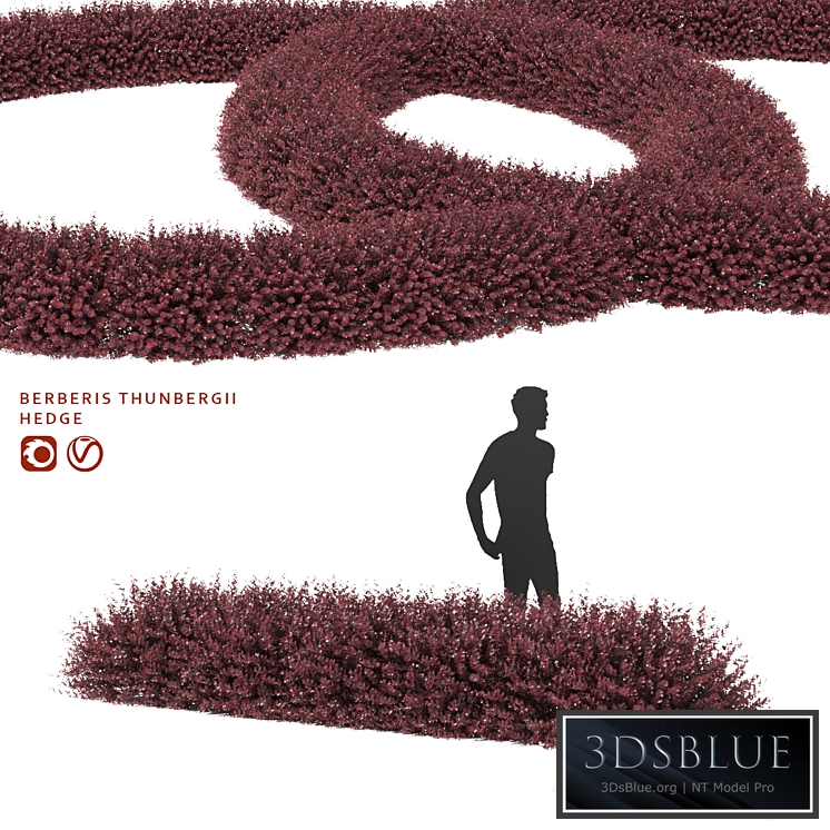 Thunberg Barberry Hedgerow | Berberis thunbergii hedge