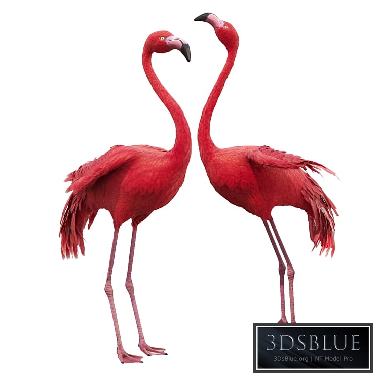 Flamingo-model