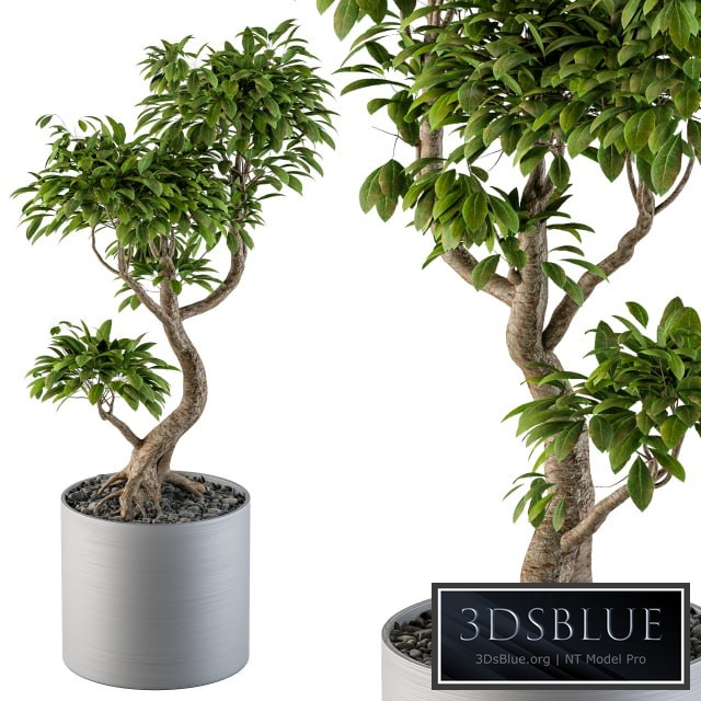 Big Bonsai Indoor Tree