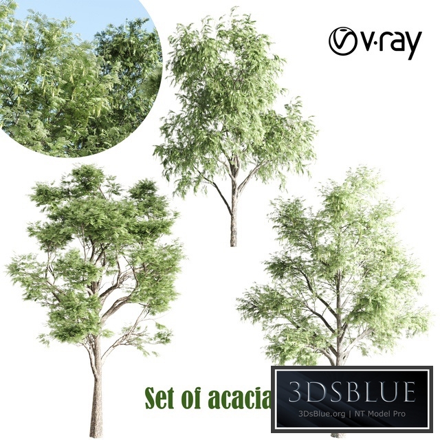 set of acacias-vray