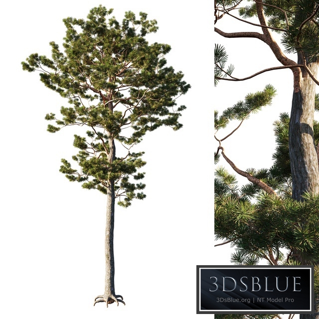 Pinus sylvestris tree