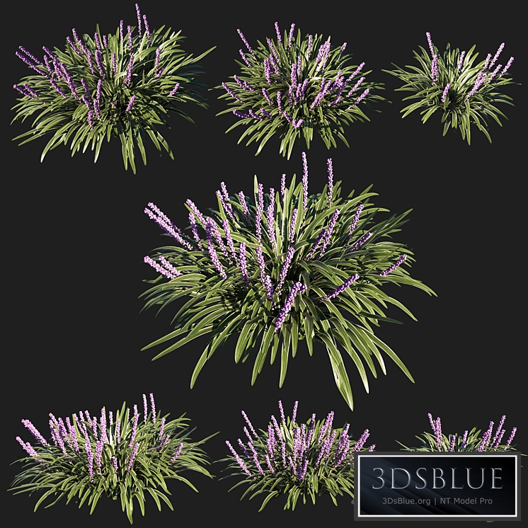 liriope muscari variegata grass 02
