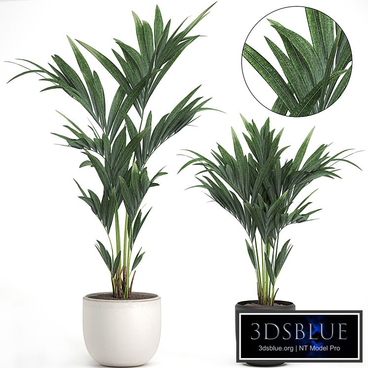 A collection of small decorative lush palms in white and black pots from Howea forsteriana, kentia, Neanta . Set 565.