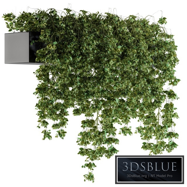 Hanging ivy Plants in Pot