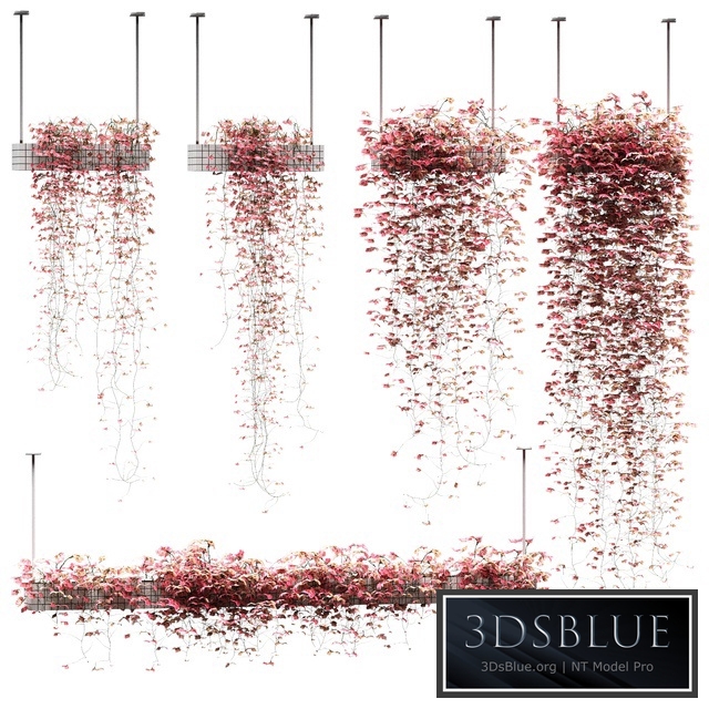 Flowers on the shelves. 5 models