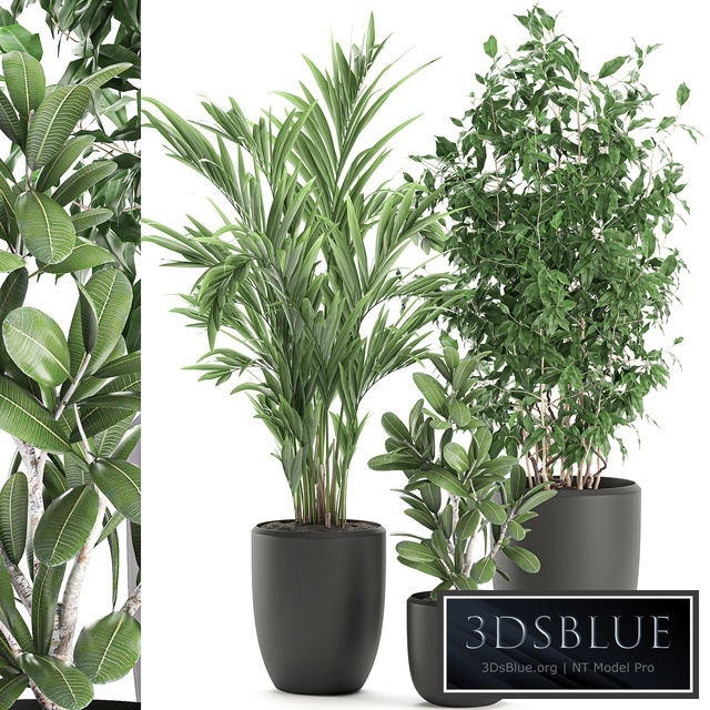 Plant Collection 567. Ficus benjamina, palm tree, hovea, flowerpot, interior, indoor, decorative