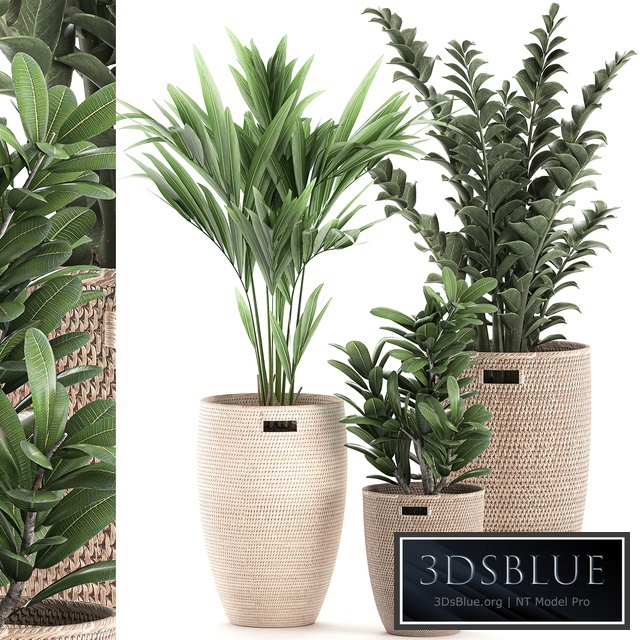 Plant Collection 568. basket, rattan, zamiokulkas, money tree, palm tree, howea, eco design, natural decor, howea forsteriana