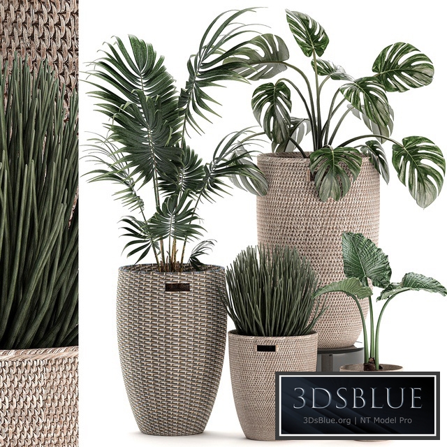 Plant Collection 570. basket, rattan, indoor plants, small, monstera, hovea, alocasia, palm tree, Howea forsteriana