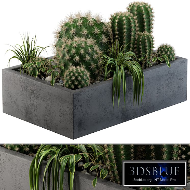 Cactus collection 01