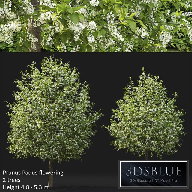 Bird cherry | Prunus Padus flowering # 4