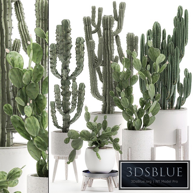 Plant Collection cactus 571. Prickly Pear, Cereus, Carnegia, Euphorbia, Potted Cacti, Flowerpot, Nordic Style, Desert Plants, Prickly pear